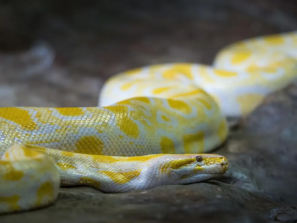 Online Python